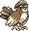 Pidgeotoo