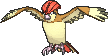 Pidgeotto w grze X / Y