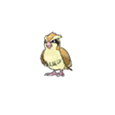 Pidgey w grze Ultra Sun / Ultra Moon