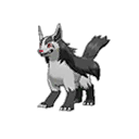 Mightyena w grze Ultra Sun / Ultra Moon