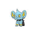 Shinx w grze Ultra Sun / Ultra Moon