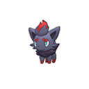 Zorua w grze Ultra Sun / Ultra Moon